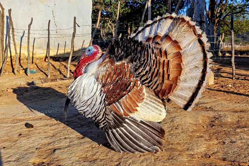 A turkey with its feathers spread out in the sunlight on a rural farmstead, a domestic turkey (Meleagris gallopavo) on the streets of a village in the Caatinga region of Brazil
