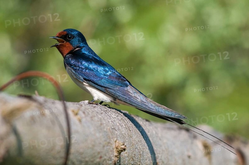 Hirundo rustica, house martin, swallow, birds, passeri, swallows, songbirds, songbirds, birds
