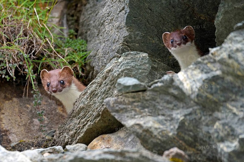 Animals, mammals, stoats, stoat (Mustela erminea), two, South Tyrol, Italy, South Tyrol, Alps, Italy