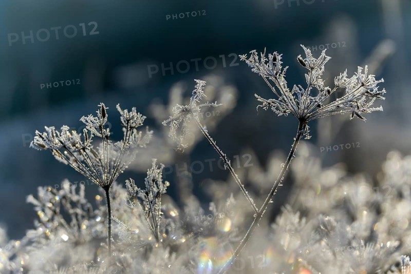 Detail, ice crystals, frost, cold, hoarfrost, rime, winter