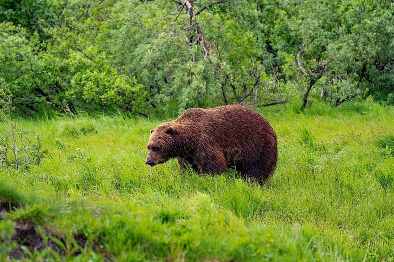 Brown bear (Ursus arctos) in the grass in spring, Alaska, USA