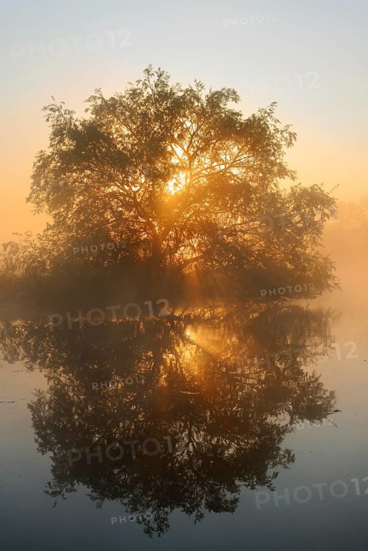 White willow (Salix alba) on the River Lippe at sunrise, with a reflection, North Rhine-Westphalia, Germany