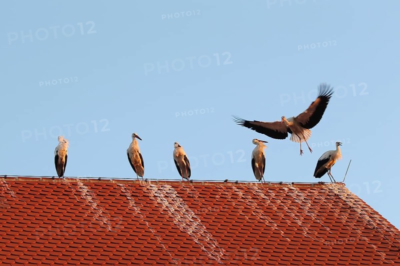 A white stork (Ciconia ciconia) on a house roof used as a roost, just in front of sunset, Allgäu, Bavaria, Germany