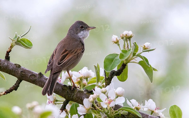 2009, Brandenburg, Warbler, Germany, Nabu, national natural heritage, natural paradise Grünhaus, Sylvia Communis, whitethroat, post-mining landscape, birds, spring, garden, song, green house, portrait format, male, passeri, singing, songbirds, songbirds, jumping, birds