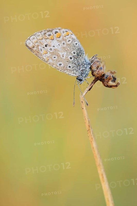Common Blue (Polyommatus icarus), female with a dewdrop, North Rhine-Westphalia, Germany