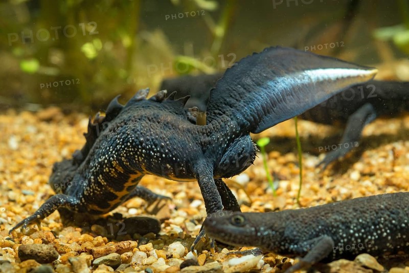 Great crested newt, crested newt, northern crested newt, Triturus cristatus, amphibians, amphibians, courtship, courtship display, amphibians, newts, northern crested newt, warty newt