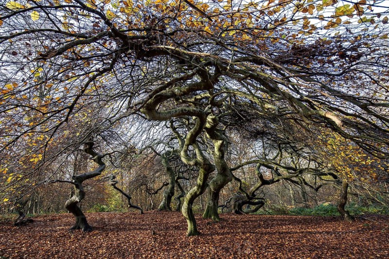 Süntelbuchen (Fagus sylvatica), cripple beeches, Hexenwald, Semper Forest Park, near Lietzow, Rügen, Mecklenburg-Western Pomerania, Germany