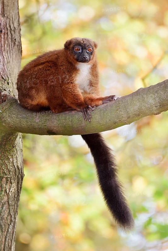 Red-bellied lemur (Eulemur rubriventer), female perched on a branch, in captivity, found in Madagascar