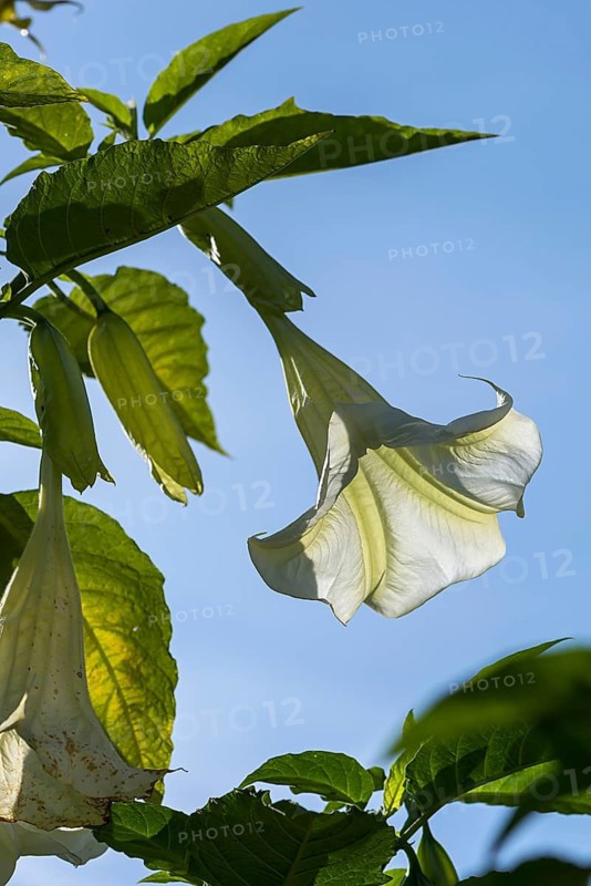 Flower of an angel's trumpet (Brugmansia aurea), Germany