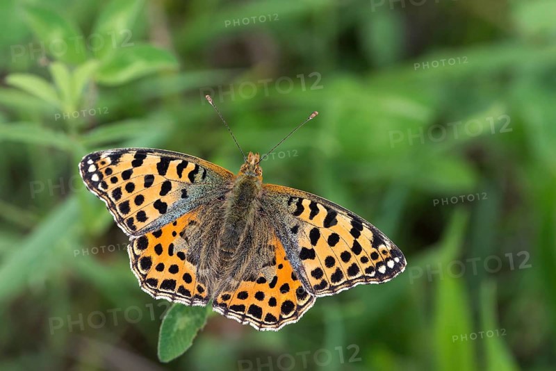 Argynnis Lathonia, Issoria Lathonia, Little Mother of Pearl Butterfly, Queen of Spain Fritillary, Butterfly, Insects, Butterfly, Butterflies