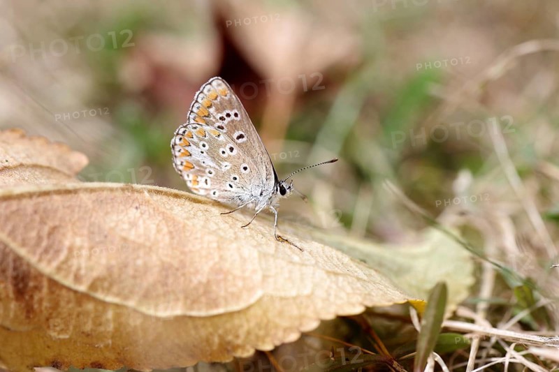 Common Blue (Polyommatus icarus), female, macro, Germany