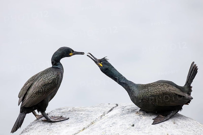 Cormorant (Gulosus aristotelis), breeding pair during mating, Hornøya Island, Vardø, Varanger, Finnmark, Norway