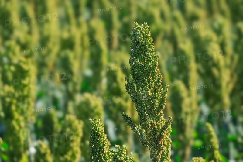 Sorghum bicolor. agriculture field with sorghum. The plant is also known as large millet, broom corn, Guinea corn, Durra, Imphee, Jowar or Milo, Südpfalz, Pfalz, Rhineland-Palatinate, Germany