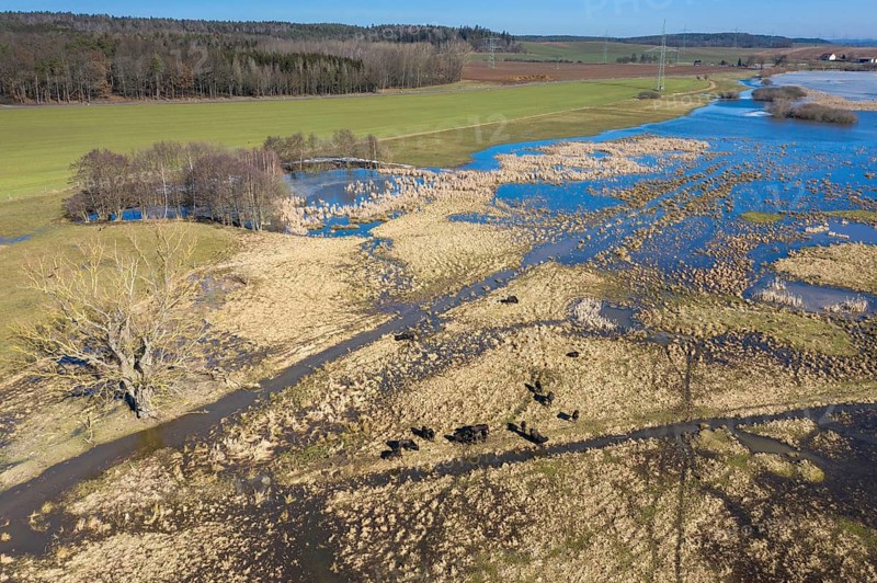 Bubalus Arnee, Frießnitzer See-Struth, Germany, Greiz, Natura 2000, cloven-hoofed, Thuringia, water buffalo, water buffalo, aerial view, grazing, domesticated animals, extensive grazing, pet, landscape, aerial view, mammals, nature reserve, mammals, nature reserve, mammals