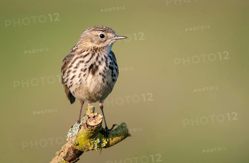 Anthus pratensis, meadow pipit, meadow pieper, birds, passeri, songbirds, birds