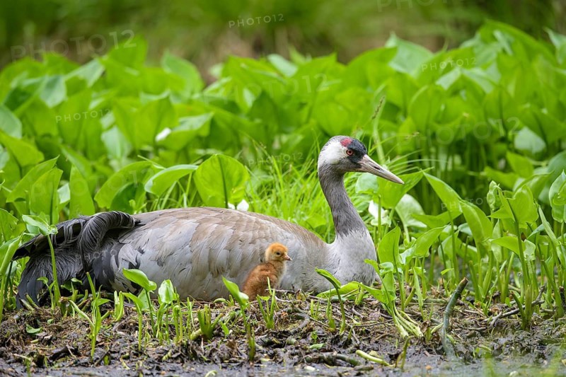 Crane (gurs grus) in nest with chicks, Feldberger Seenlandschaft, Mecklenburg-Vorpommern, Germany