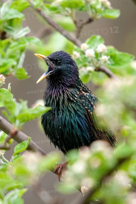 Star, Starling, Sturnus Vulgaris, courtship behavior, birds, courtship display, spring, song, high size, portrait format, meadow orchard, passeri, singing, songbirds, song birds, spring, orchard, birds