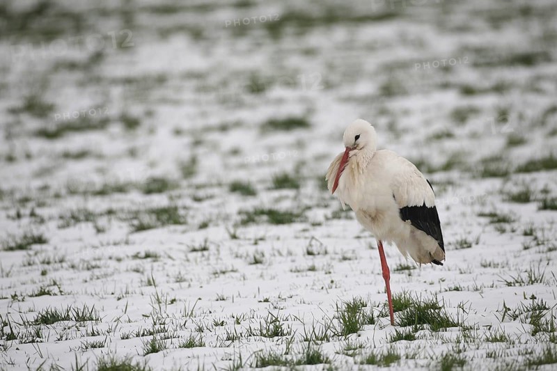 A white stork (Ciconia ciconia) stands on one leg in a snow-covered meadow, Allgäu, Bavaria, Germany