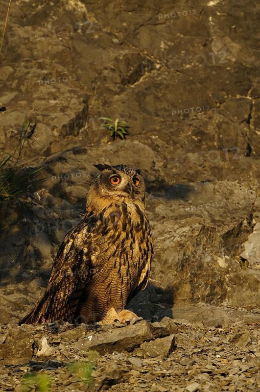 Eurasian Eagle-owl, bubo bubo, quarry in Sauerland, 16.07.2009