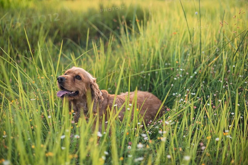 A dog lounging in tall grass with daisies under sunny conditions