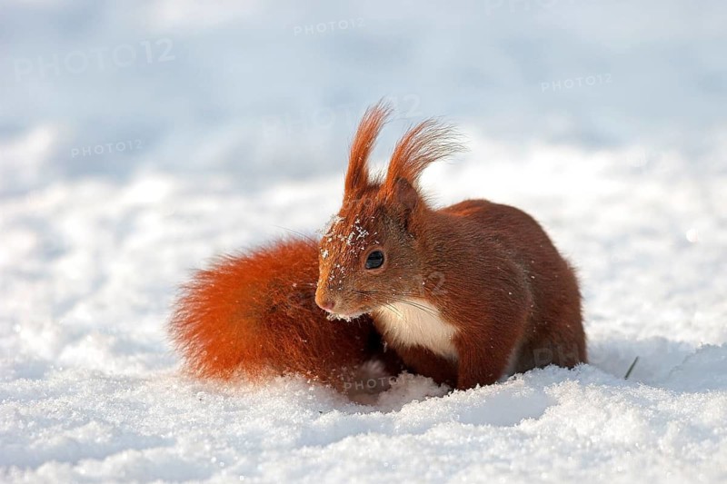 Animals, mammals squirrels in winter