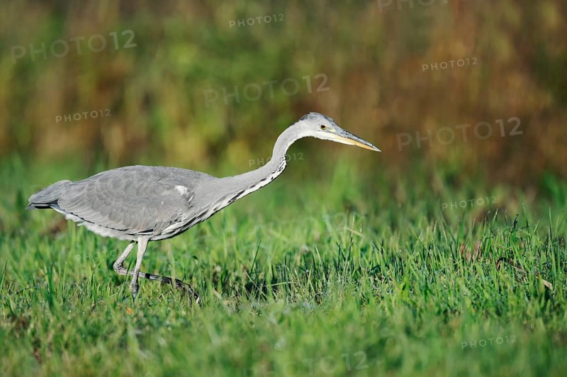 Grey heron (Ardea cinerea) foraging in a meadow, North Rhine-Westphalia, Germany