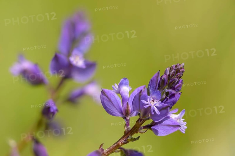 Common cruciferous, common cruciferous, cruciferous, cruciferous plant, polygala vulgaris, polygalaceae, common milkwort, flora, plants, plants