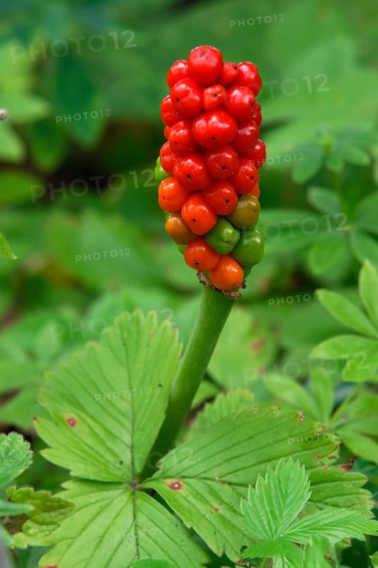 Arum italicum, Araceae, Canary Islands, fruit