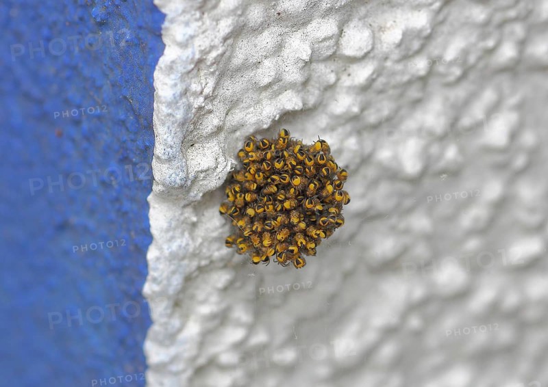 Garden cross spider, garden cross spider, garden cross spiders (Araneus diadematus), young animals in a cocoon, on a house wall, North Rhine-Westphalia, Germany