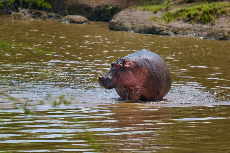 A solitary hippopotamus stands in the water near the bank, surrounded by green scenery, hippopotamus (Hippopotamus amphibius), Masai Mara National Reserve, Narok County, Kenya