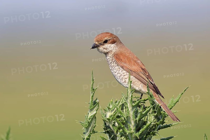 Red-backed shrike (Lanius collurio), female perched on a thistle, looking for prey, wildlife, migratory bird, animals, birds, Wilnsdorf, North Rhine-Westphalia, Germany