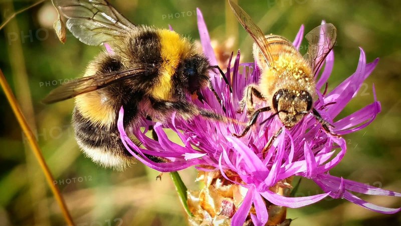 A bee (Apis) covered in pollen and a bumblebee (Bombus) on a purple flower, close-up, Kronach, Frankenwald nature park Park, Upper Franconia