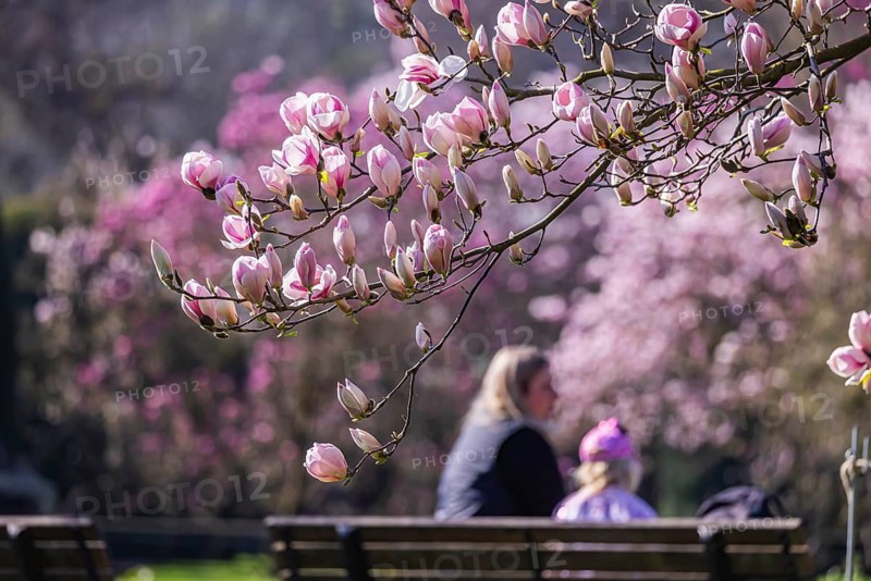 Magnolia blossom in the Moorish Garden at Wilhelma. Magnolias (Magnolia) are in bloom in the Stuttgart Zoological-Botanical Garden. According to Wilhelma, the Moorish Garden is home to the largest magnolia grove north of the Alps. Stuttgart, Baden-Württemberg, Germany