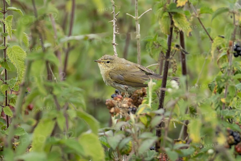 Common chiffchaff (Phylloscopus collybita) adult bird amongst nettle plants in summer, England, United Kingdom