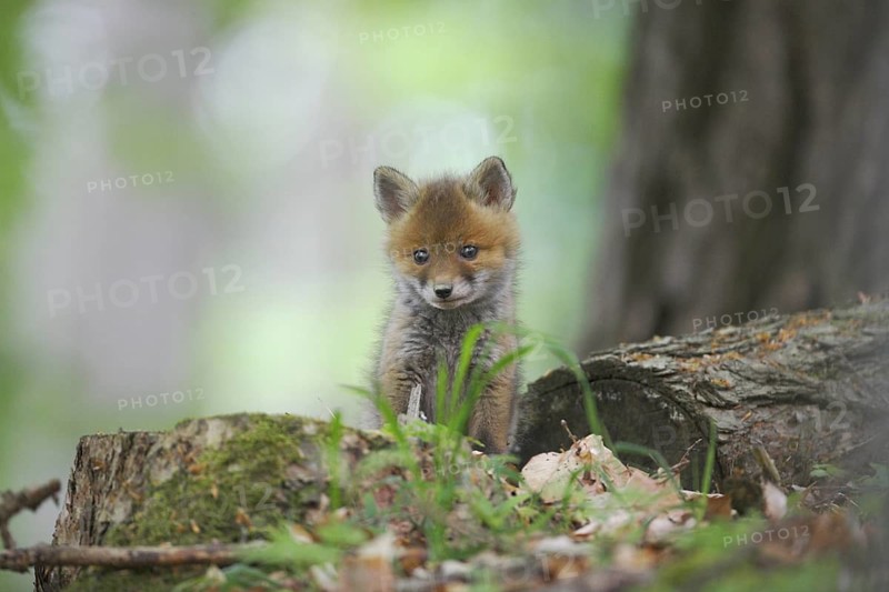 Animal, mammals, fox (Vulpes vulpes), red fox, young animals, puppy