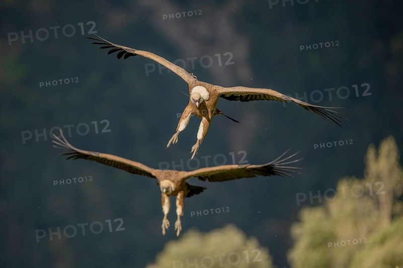 Griffon vulture (Gyps fulvus), approaching, Pyrenees, Spain