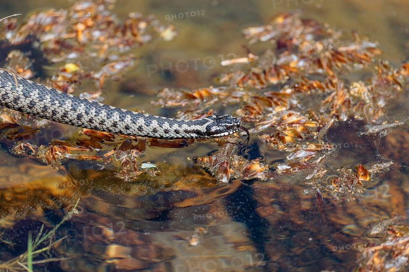 A common European adder (Vipera berus) creeps across a root stock and starts to swim in the water of a small pond. Tongue out. Bavaria, Germany