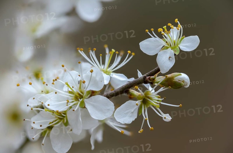 German acacia, hedthorn, Prunus spinosa, rosaceae, rose family, sour plum, sloe, blackthorn, blackthorn, flora, spring, plants, plants, sloe, spring