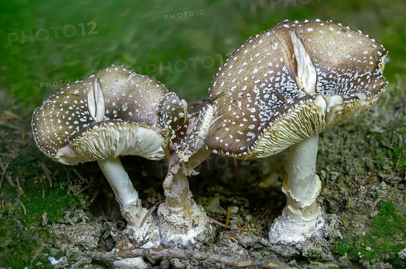 Amanita pantherina, amanita umbrina, toad stool, padden chair, panther mushroom, panther bulge, Saxon death, false blusher, fungi, fungus, panther amanita, panther cap, mushrooms