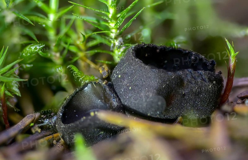 Shiny black bristle, plectania nigrella, pseudoplectania nigrella, blackish beaker, unstalked black bristle, black false plectania, ebony cup, fungi, fungus, hairy black cup, mushrooms
