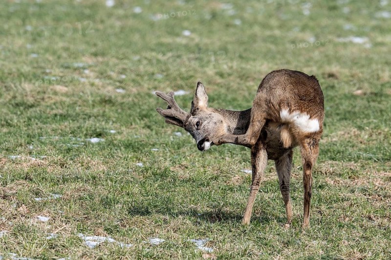 Roe deer (Capreolus capreolus), Lower Saxony, Germany