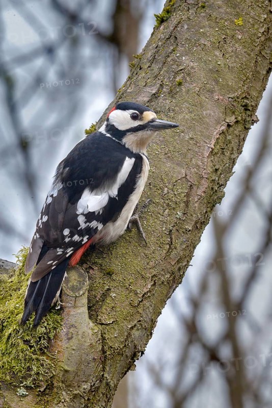 Great Spotted Woodpecker, Great Spotted Woodpecker, Birds, High Size, Portrait, Male, Piciform, Woodpecker