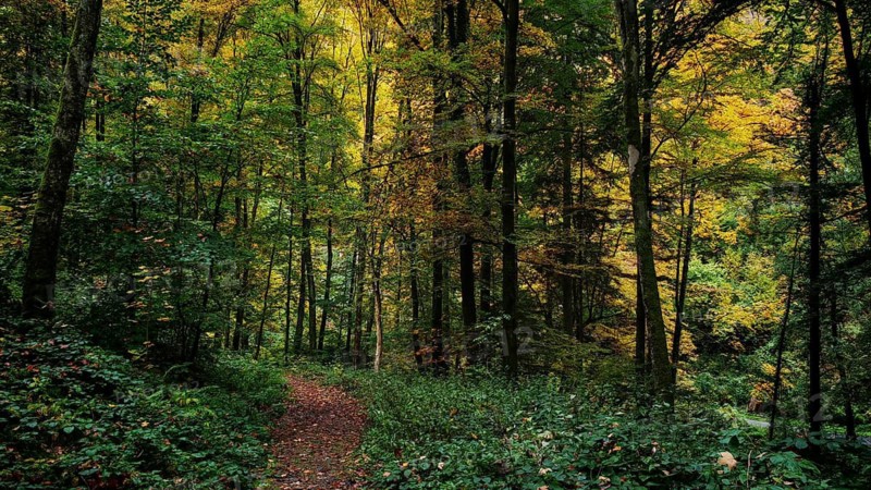 A forest in autumn with green and yellow leaves and a trail running through it. Quiet atmosphere and natural surroundings, Bad Berneck, Fichtelgebirge nature park Park