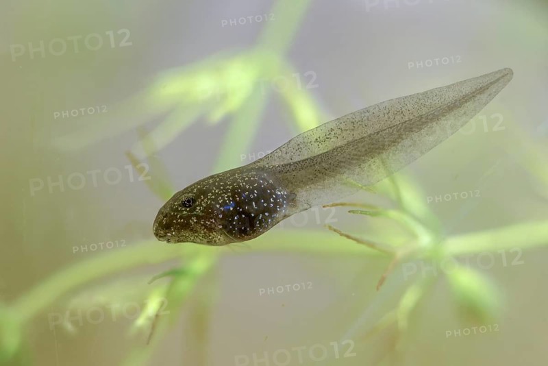Common frog, common frog, rana temporaria, amphibians, amphibians, three weeks old, frog, frogs, young animal, juvenile, tadpole, larva, amphibians, amphibians, amphibians