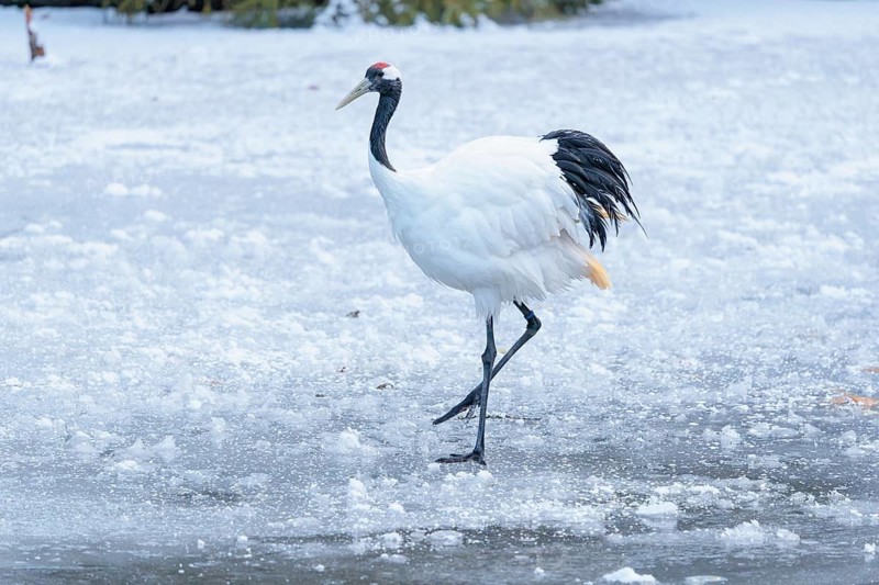 A red-crowned crane (Grus japonensis) walks across the snow-covered ice of a frozen river. china, East Russia, Japan, North Korea, South Korea