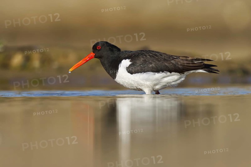 Eurasian Oystercatcher (Haematopus ostralegus) foraging, North Rhine-Westphalia, Germany