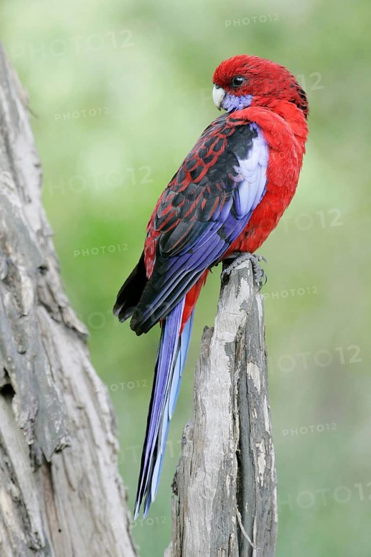 Animals, birds, parakeets, Pennant's parakeet (Platxycerus elegans), Wilsons Promontory National Park, Australia, Wilsons Promontory National Park, Australia