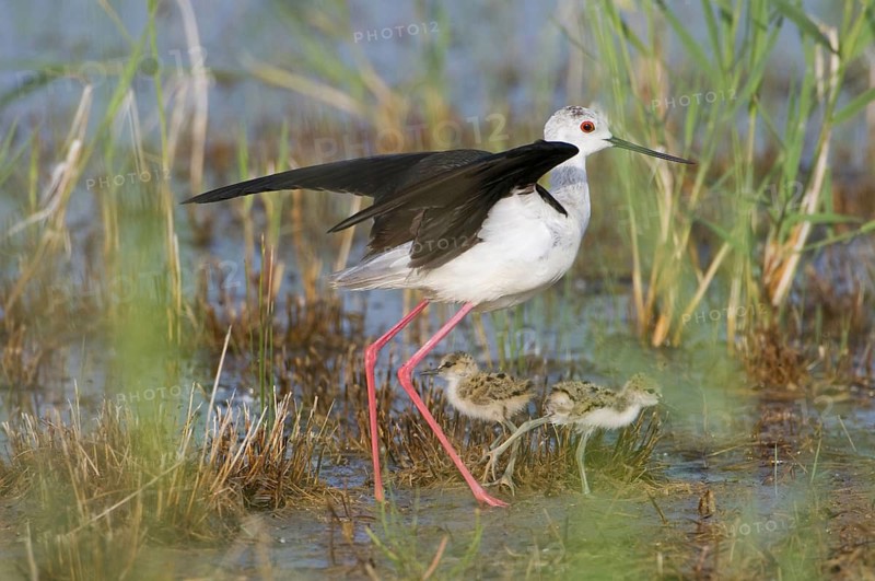 Animal animals bird Black-winged Stilt walker female young bird two young birds chicks Himantopus himantopus Lake Neusiedl Burgenland Austria, Neusiedler See, Seewinkel, Burgenland
