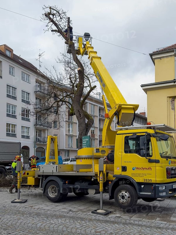 Tree work, Königinstrasse, Munich, Bavaria, Germany