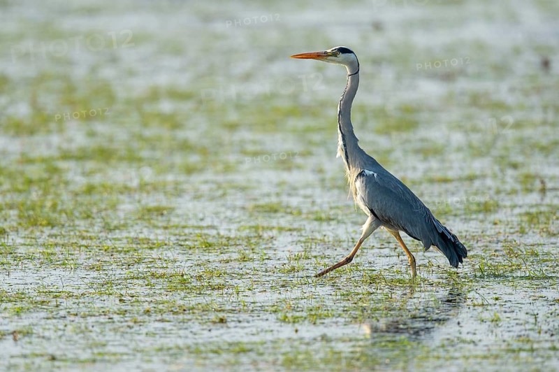 Grey heron (Ardea cinerea) hunting for prey in a wet meadow, Dümmer, Lembruch, Lower Saxony, Germany